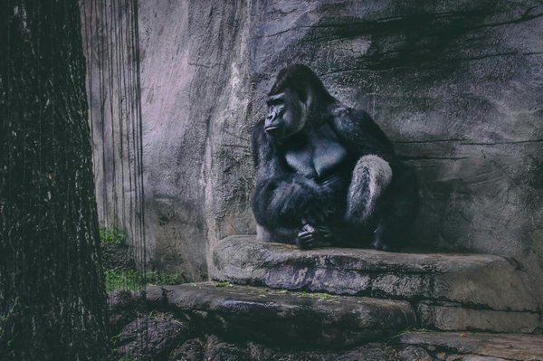 Quels sont les meilleurs parcs nationaux à visiter en Afrique pour une rencontre inoubliable avec les gorilles?